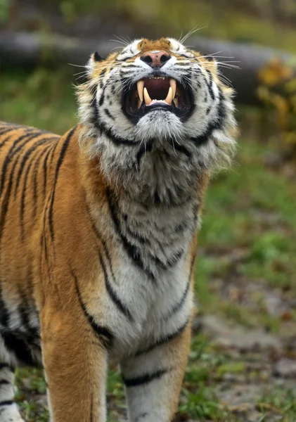 Amur kaplanı yaz — Stok fotoğraf