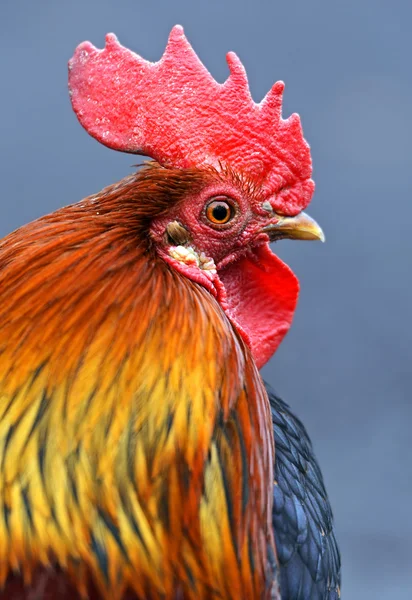 Retrato de gallo mascota en la granja —  Fotos de Stock