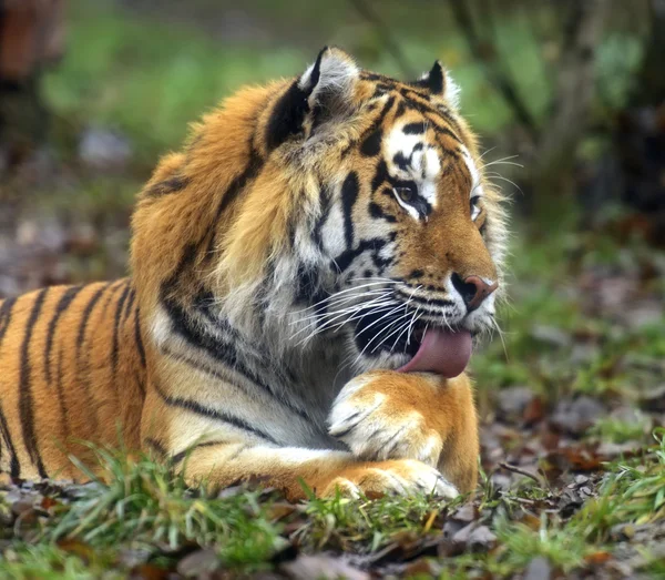 Amur Tiger in the summer — Stock Photo, Image