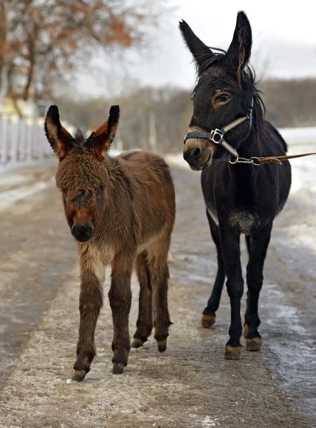 Portrait of a baby donkey — Stock Photo, Image