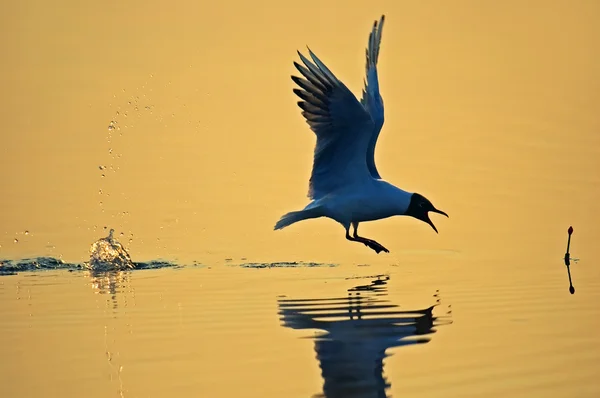 Seagull in the natural habitat — Stock Photo, Image