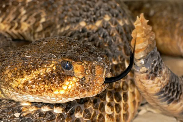 வளைந்த ராக் ரேட்லஸ் பாம்பு ( Crotalus Lepitz Kluberi) ) — ஸ்டாக் புகைப்படம்