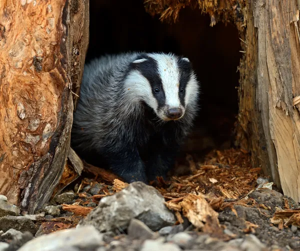 Badgers in their natural habitat — Stock Photo, Image