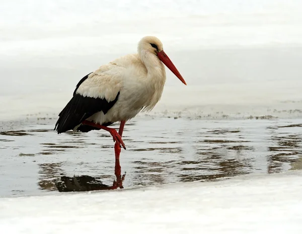 Stork i sin naturliga miljö — Stockfoto