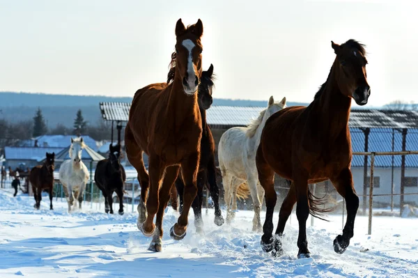 Rebanho de cavalos correndo em um campo nevado — Fotografia de Stock