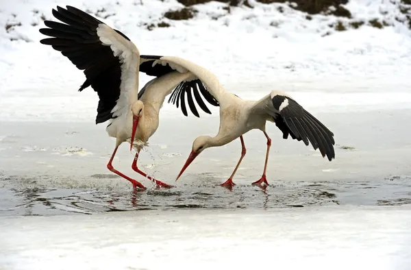 Stork in its natural habitat — Stock Photo, Image