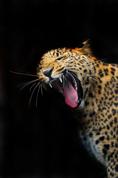 Portret van leopard in zijn natuurlijke habitat — Stockfoto