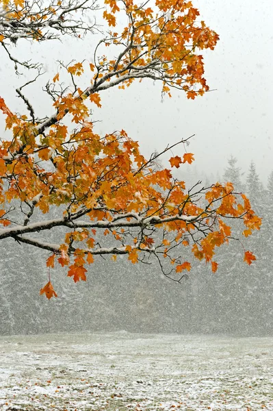 Prima neve sulle foglie cadute — Foto Stock