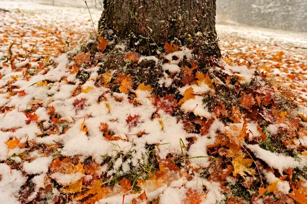 Primera nieve sobre las hojas caídas — Foto de Stock