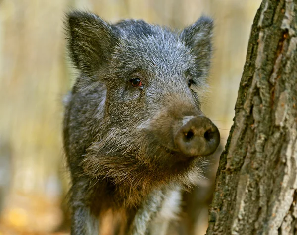 Wild boar in the forest in autumn — Stock Photo, Image