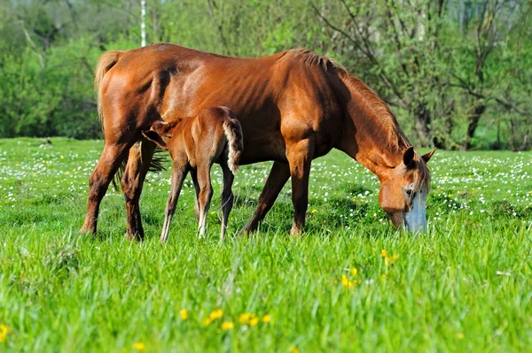 Ló egy borjú, legelőn — Stock Fotó