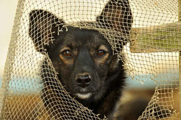 Portrait of a domestic dog — Stock Photo, Image