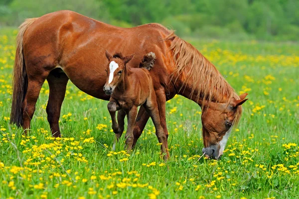 Cheval avec un veau au pâturage — Photo