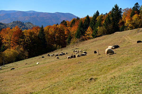 Sheep on a pasture in the fall