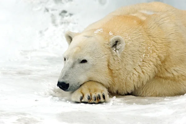 Orso polare in inverno nel nord — Foto Stock