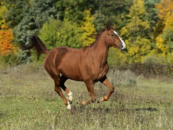 Horse — Stock Photo, Image