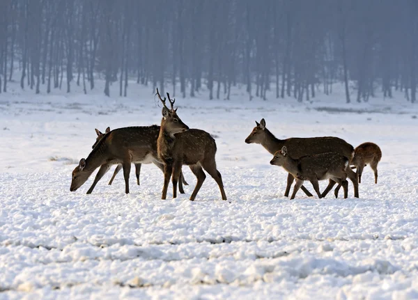 A herd of spotted deer in winter — Stock Photo, Image