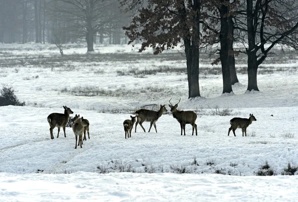 A herd of spotted deer in winter — Stock Photo, Image