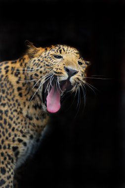 Doğal habitatları leopard portresi