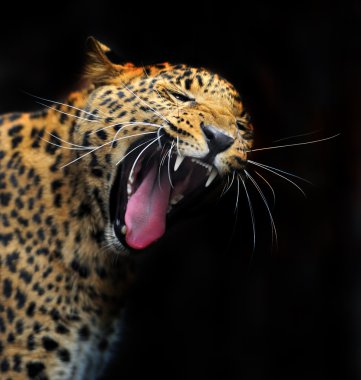 Doğal habitatları leopard portresi