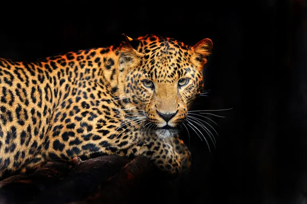 Retrato de leopardo no seu habitat natural — Fotografia de Stock