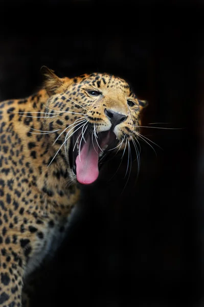 Portrait of leopard in its natural habitat — Stock Photo, Image