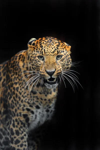 Doğal habitatları leopard portresi — Stok fotoğraf