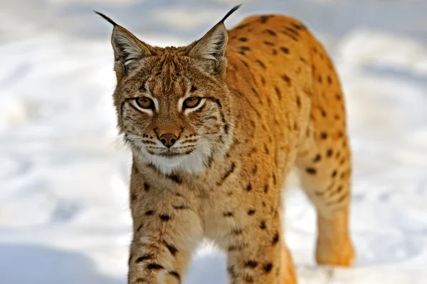 Luchs in ihrem — Stockfoto