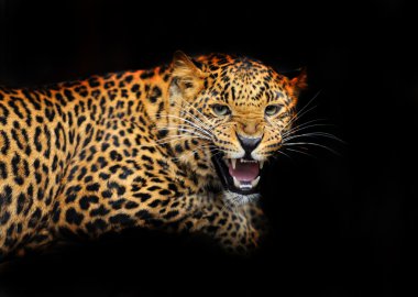 Doğal habitatları leopard portresi