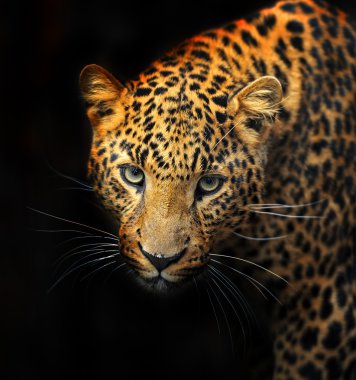 Doğal habitatları leopard portresi
