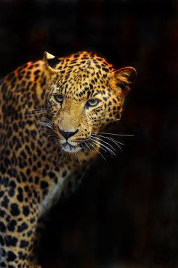 Doğal habitatları leopard portresi
