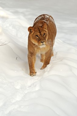 doğal yaşam alanı içinde aslan