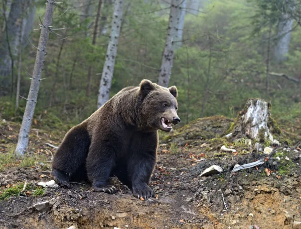 熊の茶色 — ストック写真