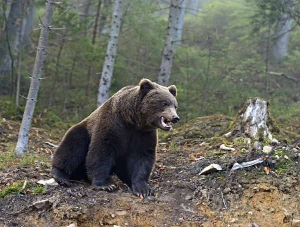 Urso castanho — Fotografia de Stock