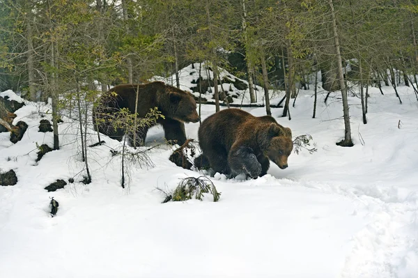 Orso bruno nel bosco in inverno — Foto Stock