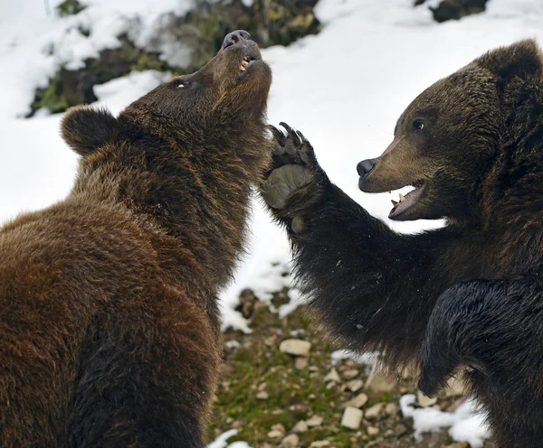 棕色的熊，在树林里的冬天 — 图库照片