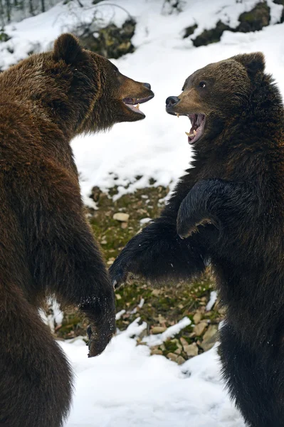 Brown bear in the woods in winter — Stock Photo, Image