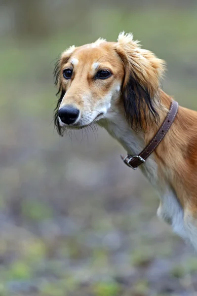 Portré borzoi kutyát a parkban — Stock Fotó