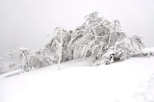 Paysage avec des arbres glacés — Photo