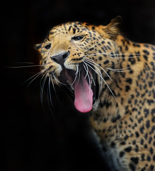 Portrait of leopard in its natural habitat — Stock Photo, Image