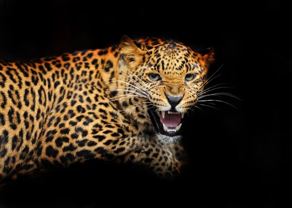 Retrato del leopardo en su hábitat natural — Foto de Stock