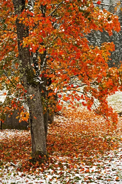 Första snön på de fallna löven — Stockfoto