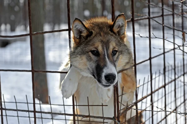 Husky — Stock Photo, Image