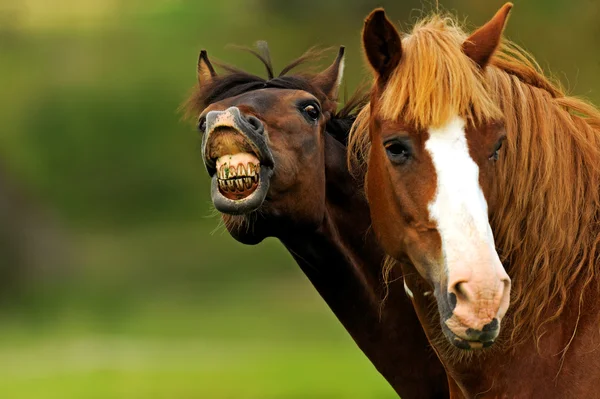 Retrato Cavalos em pasto na primavera — Fotografia de Stock