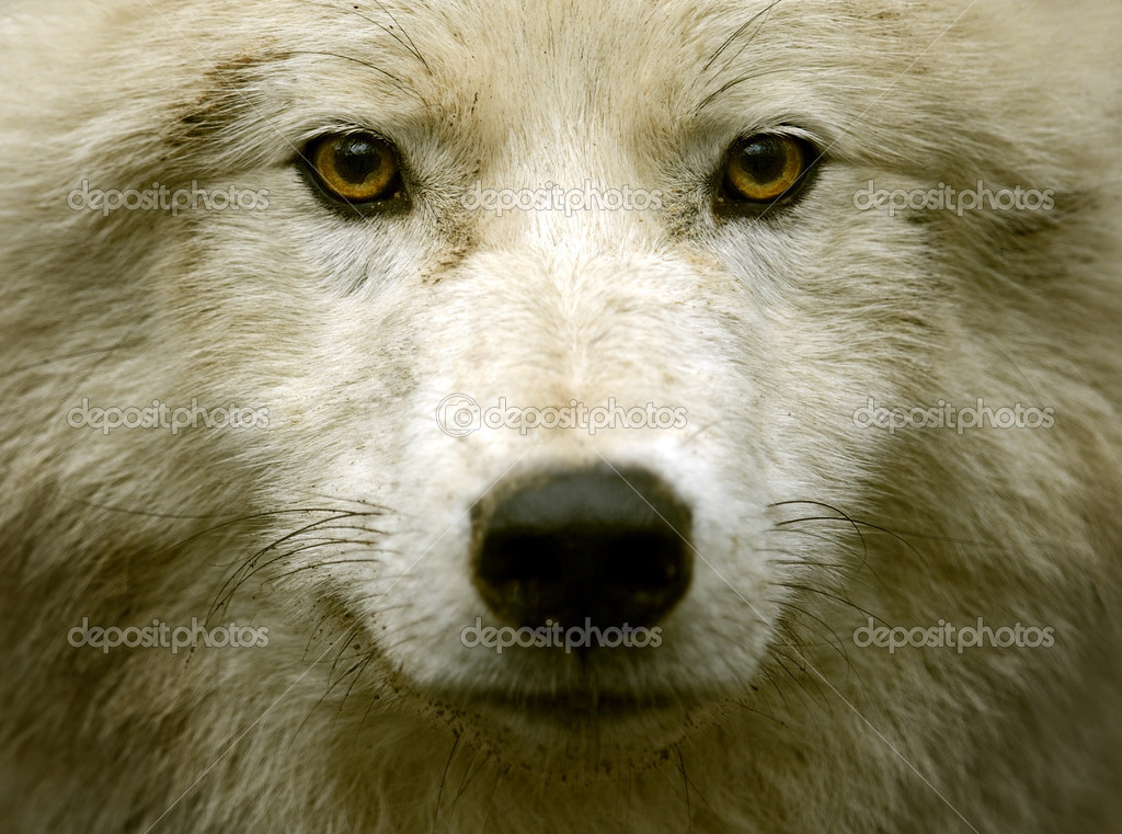Polar wolf in its natural habitat — Stock Photo © kyslynskyy #38216001