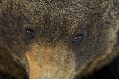 bir boz ayı ağızlık yakın çekim