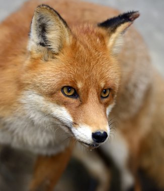 doğal yaşam alanı içinde Fox portre