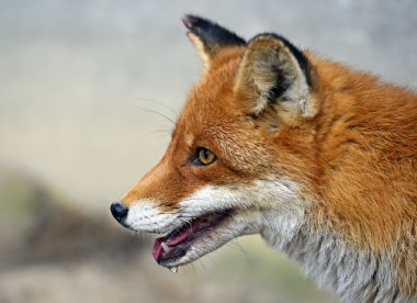 doğal yaşam alanı içinde Fox portre