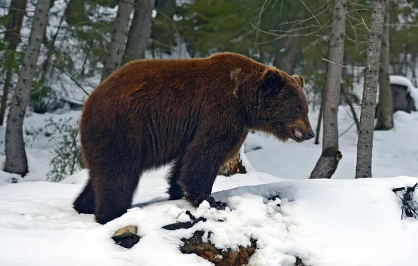 Бурий ведмідь у лісі, на зиму — стокове фото