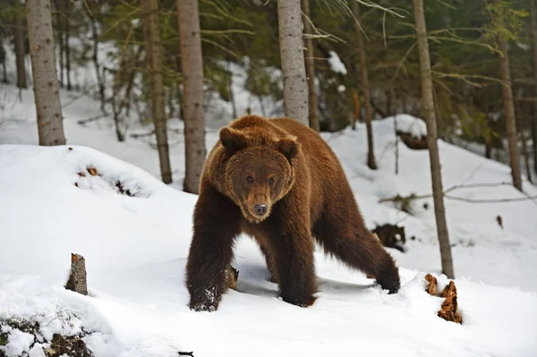 冬には森の中でヒグマ — ストック写真